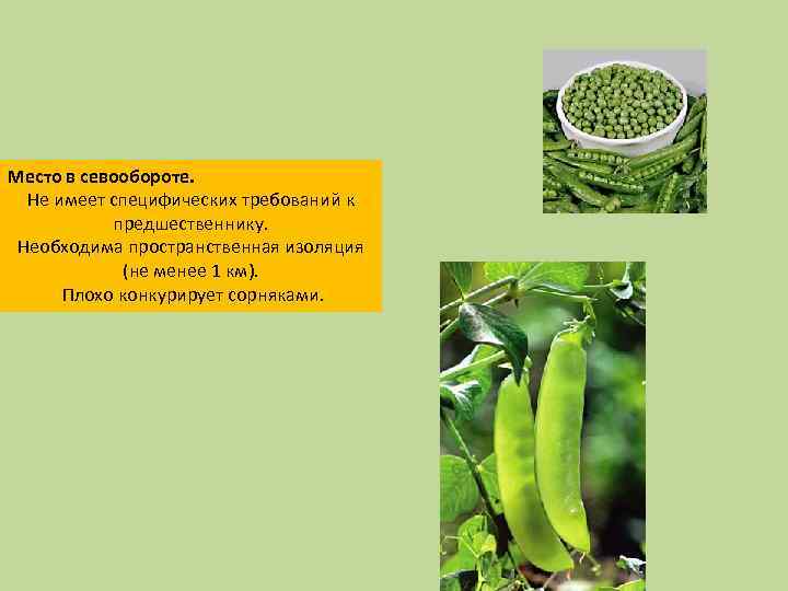 Место в севообороте. Не имеет специфических требований к предшественнику. Необходима пространственная изоляция (не менее