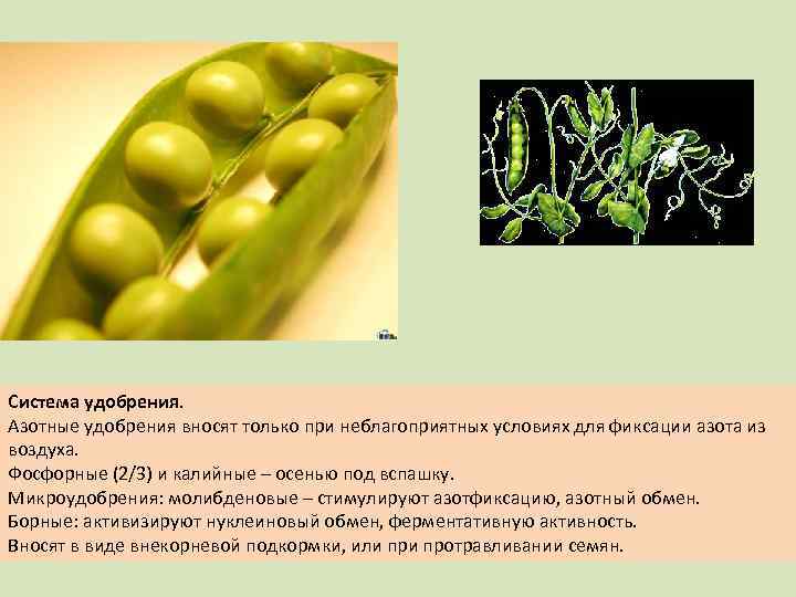 Система удобрения. Азотные удобрения вносят только при неблагоприятных условиях для фиксации азота из воздуха.