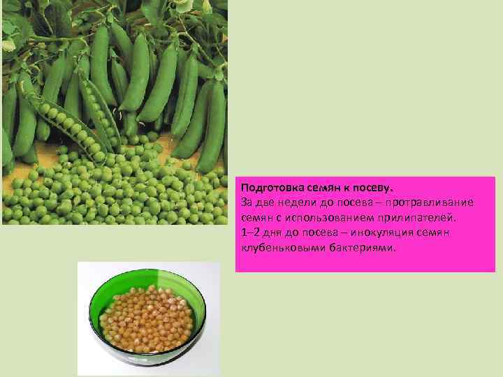 Подготовка семян к посеву. За две недели до посева – протравливание семян с использованием