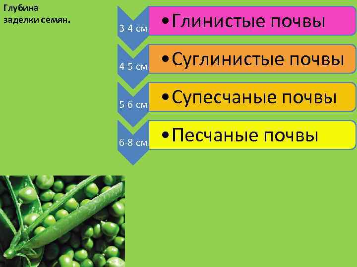 Глубина заделки семян. 3 -4 см • Глинистые почвы 4 -5 см • Суглинистые