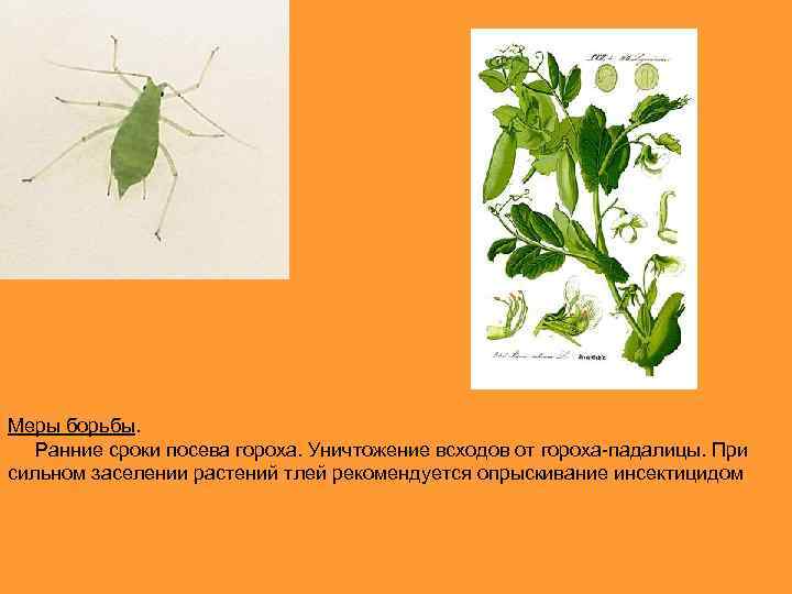 Меры борьбы. Ранние сроки посева гороха. Уничтожение всходов от гороха-падалицы. При сильном заселении растений