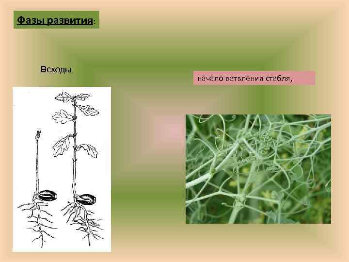 Фазы развития: Всходы начало ветвления стебля, 