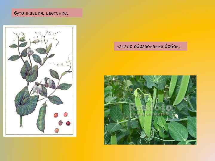 бутонизация, цветение, начало образования бобов, 