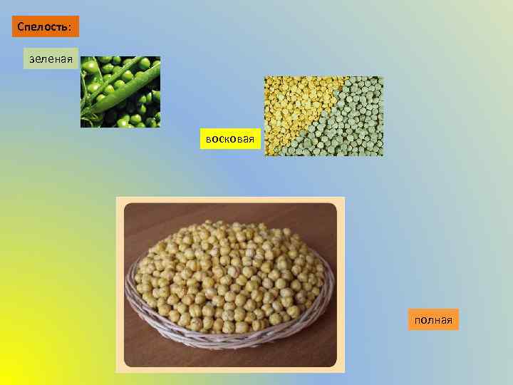 Спелость: зеленая восковая полная 