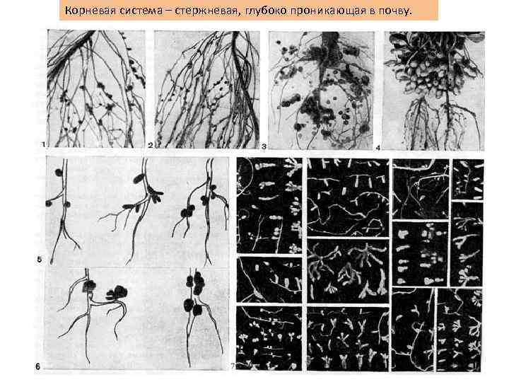 Корневая система – стержневая, глубоко проникающая в почву. 