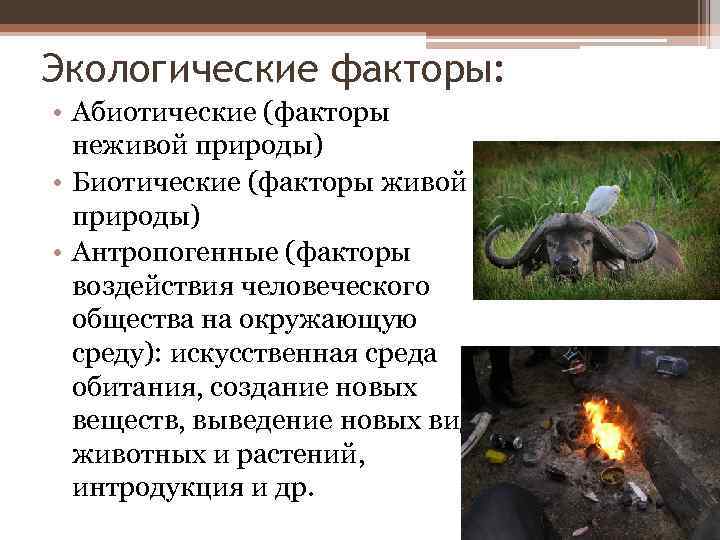 Экологические факторы: • Абиотические (факторы неживой природы) • Биотические (факторы живой природы) • Антропогенные