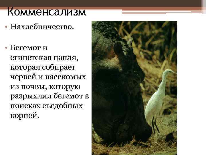 Комменсализм • Нахлебничество. • Бегемот и египетская цапля, которая собирает червей и насекомых из