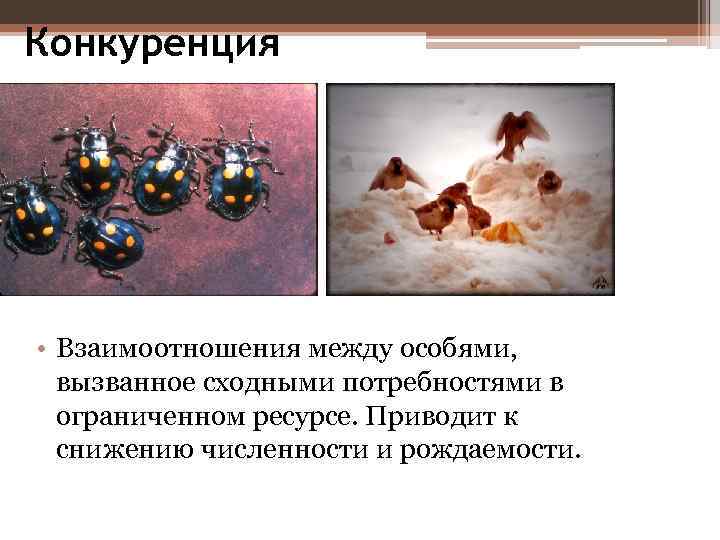 Конкуренция • Взаимоотношения между особями, вызванное сходными потребностями в ограниченном ресурсе. Приводит к снижению
