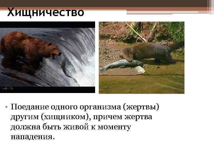 Хищничество • Поедание одного организма (жертвы) другим (хищником), причем жертва должна быть живой к