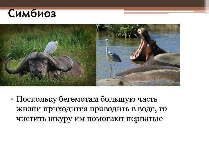 Симбиоз • Поскольку бегемотам большую часть жизни приходится проводить в воде, то чистить шкуру