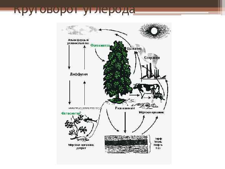 Круговорот углерода 