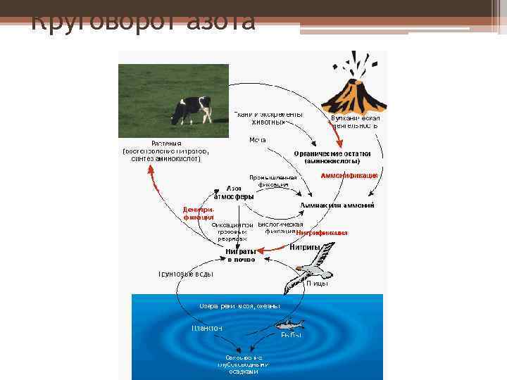 Круговорот азота 