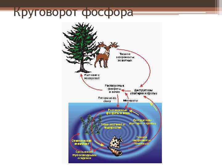 Круговорот фосфора 