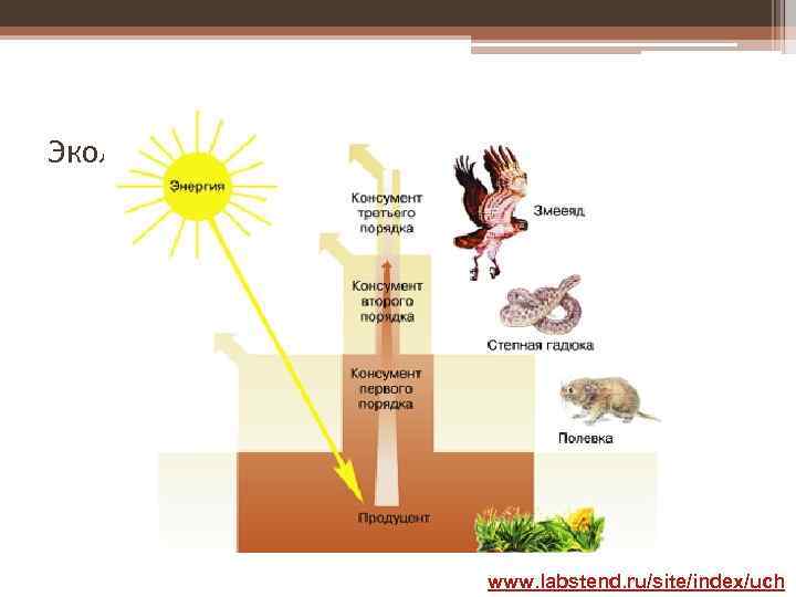 Экологическая пирамида www. labstend. ru/site/index/uch 