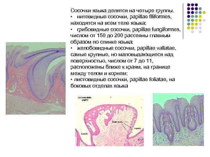 Сосочки языка делятся на четыре группы. • нитевидные сосочки, papillae flliformes, находятся на всем