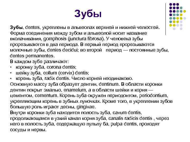 Зубы, dentes, укреплены в альвеолах верхней и нижней челюстей. Зубы Форма соединения между зубом