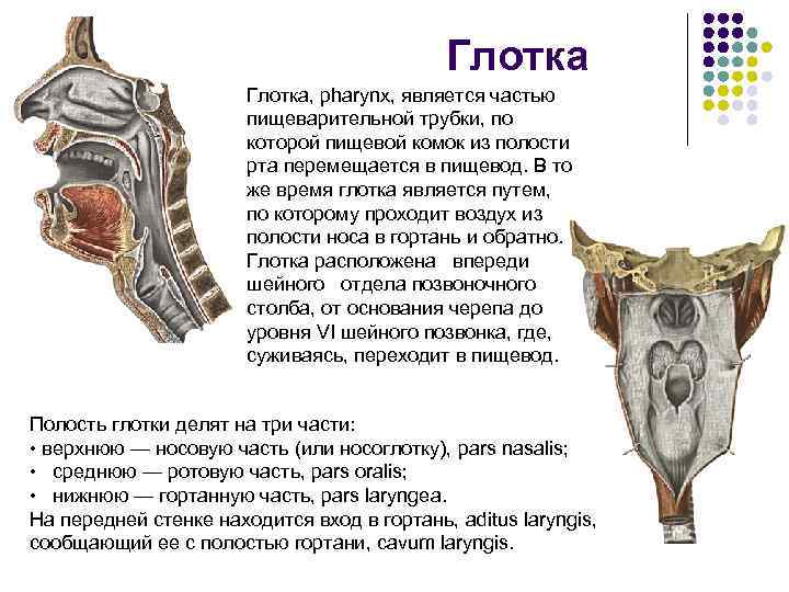 Глотка, pharynx, является частью пищеварительной трубки, по которой пищевой комок из полости рта перемещается