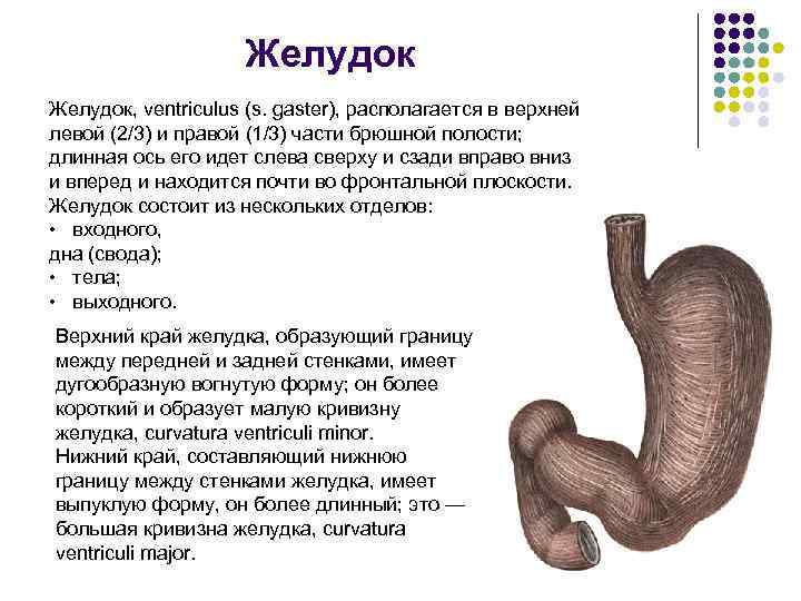 Кривизна желудка. Большая и малая кривизна желудка. Малая кривизна желудка.