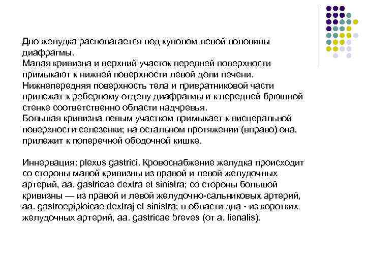 Дно желудка располагается под куполом левой половины диафрагмы. Малая кривизна и верхний участок передней