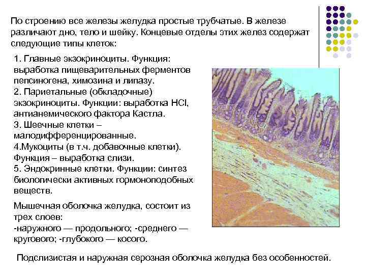 По строению все железы желудка простые трубчатые. В железе различают дно, тело и шейку.