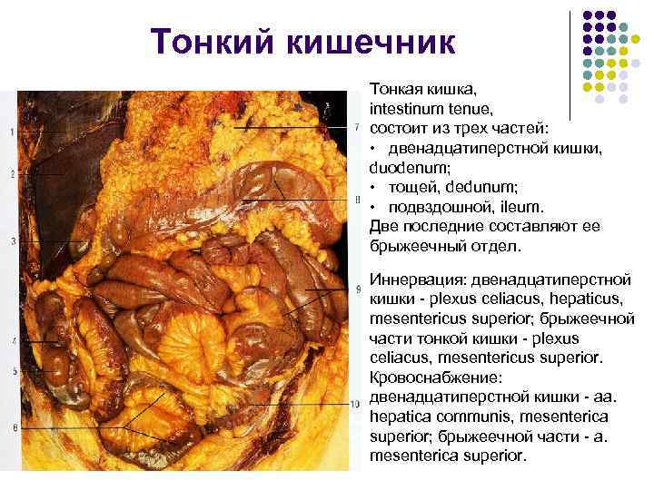 Тонкий кишечник Тонкая кишка, intestinum tenue, состоит из трех частей: • двенадцатиперстной кишки, duodenum;