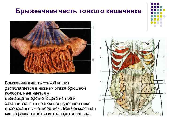 Тонкий кишечник происходящие процессы