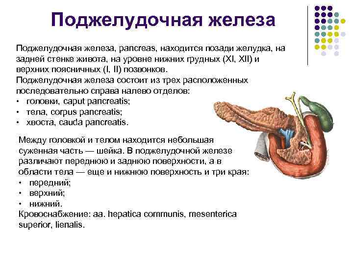 Поджелудочная железа, pancreas, находится позади желудка, на задней стенке живота, на уровне нижних грудных