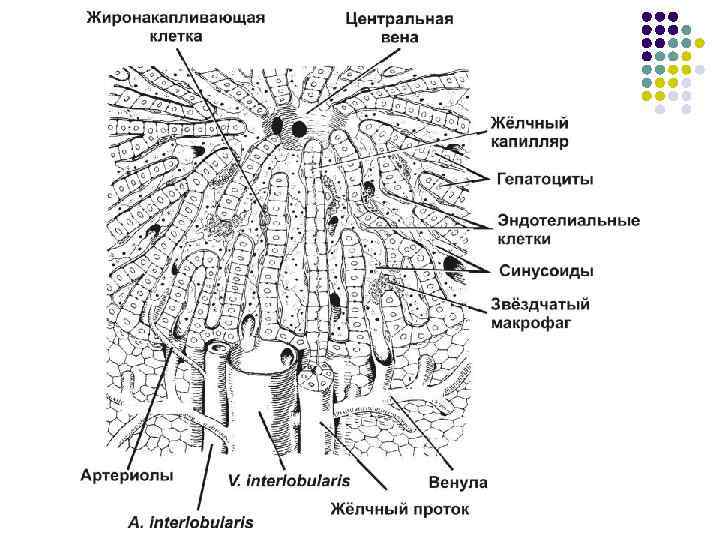 Строение клетки печени. Схема печеночной дольки. Схема строения печеночной дольки анатомия. Схема микроскопического строения печени. Структура печени гистология долька.