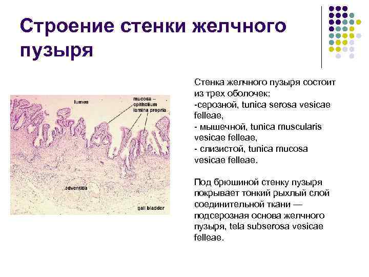 Строение стенки желчного пузыря Стенка желчного пузыря состоит из трех оболочек: -серозной, tunica serosa