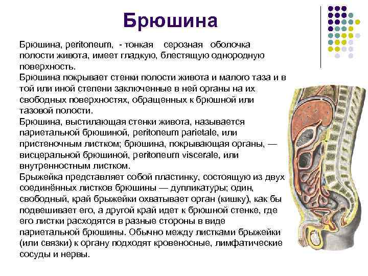 К какому отделу организма человека относится изображенный на рисунке орган