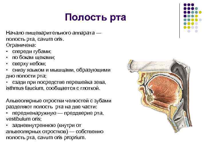 Полость рта образована. Перечислите кости образующие полость рта. Собственно полость рта ограничена спереди. Стенки полости рта и структуры их образующие. Собственно полость рта ограничена снизу.