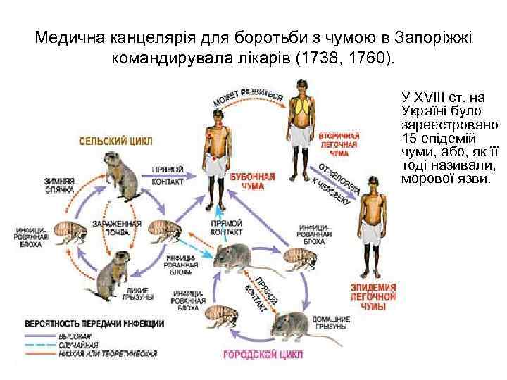 Медична канцелярія для боротьби з чумою в Запоріжжі командирувала лікарів (1738, 1760). • У
