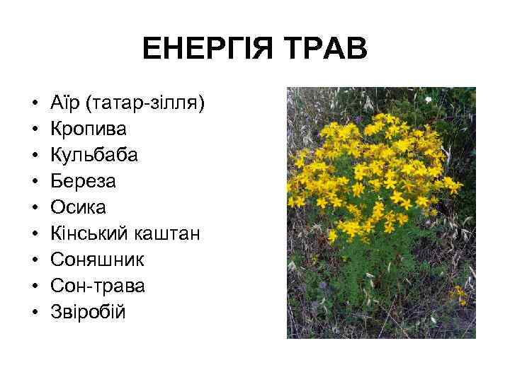 ЕНЕРГІЯ ТРАВ • • • Аїр (татар-зілля) Кропива Кульбаба Береза Осика Кінський каштан Соняшник