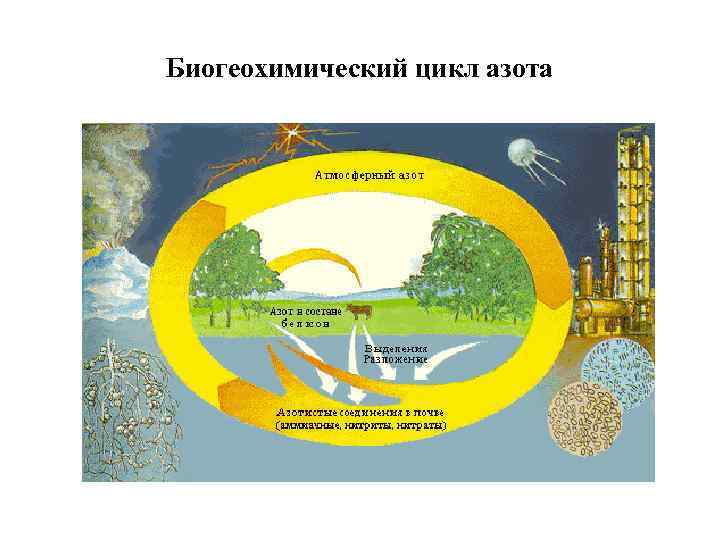 Биогеохимический цикл азота 