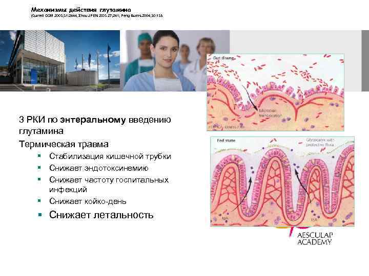 Meханизмы действия глутамина (Garrell CCM 2003; 31: 2444, Zhou JPEN 2003 27; 241; Peng