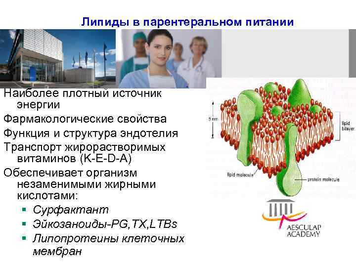 Липиды в парентеральном питании Наиболее плотный источник энергии Фармакологические свойства Функция и структура эндотелия