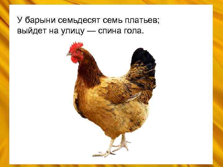 У барыни семьдесят семь платьев; выйдет на улицу — спина гола. 