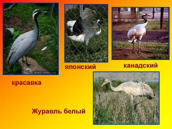 японский красавка Журавль белый канадский 