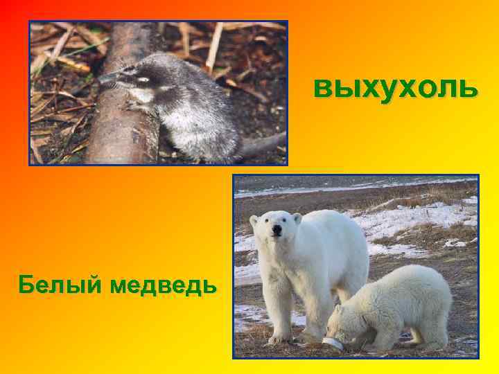 выхухоль Белый медведь 