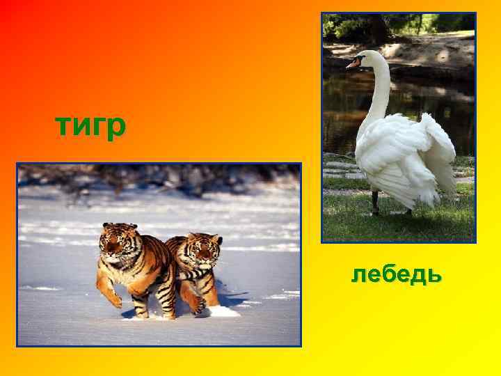 тигр лебедь 