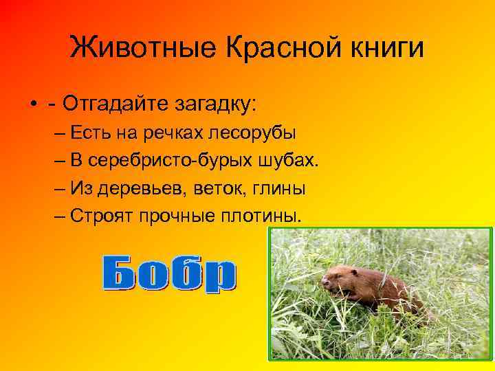 Животные Красной книги • - Отгадайте загадку: – Есть на речках лесорубы – В