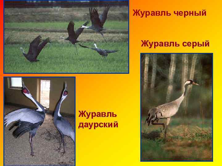 Журавль черный Журавль серый Журавль даурский 