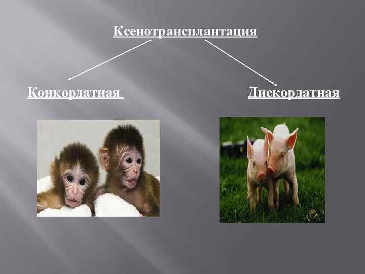 Ксенотрансплантация Конкордатная Дискордатная 