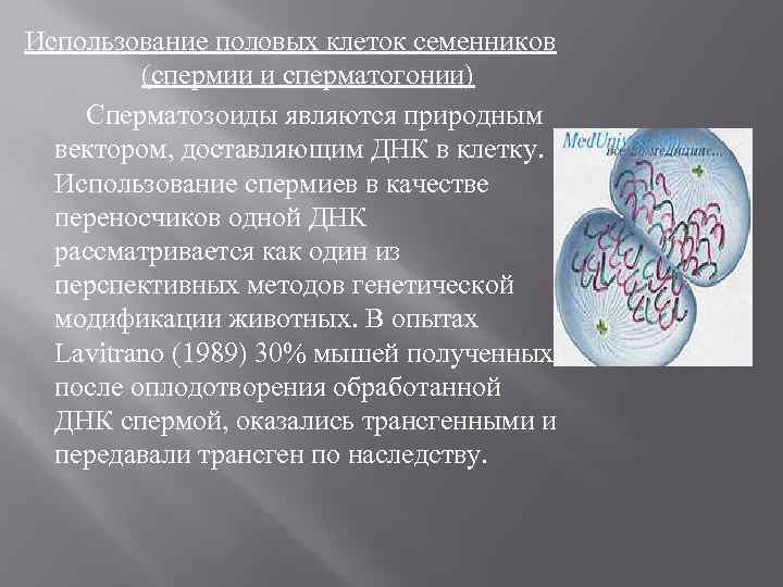 Использование половых клеток семенников (спермии и сперматогонии) Сперматозоиды являются природным вектором, доставляющим ДНК в