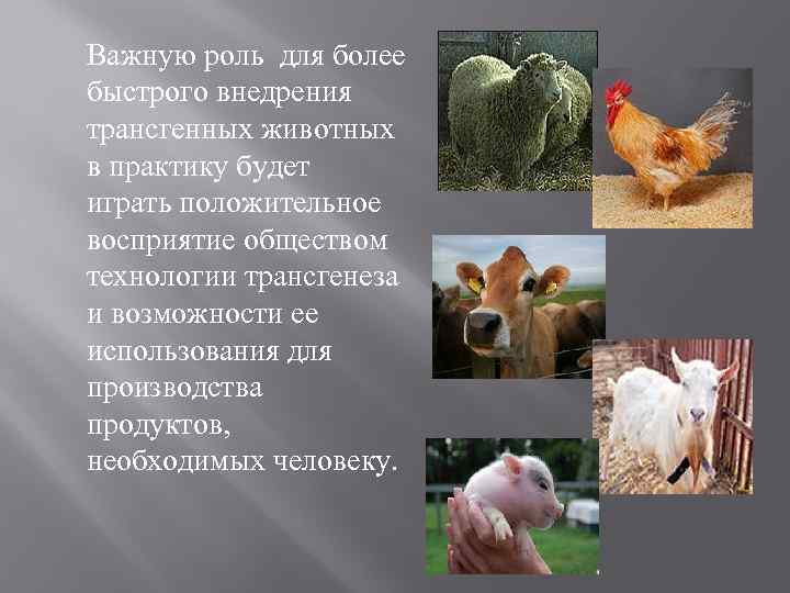 Важную роль для более быстрого внедрения трансгенных животных в практику будет играть положительное восприятие
