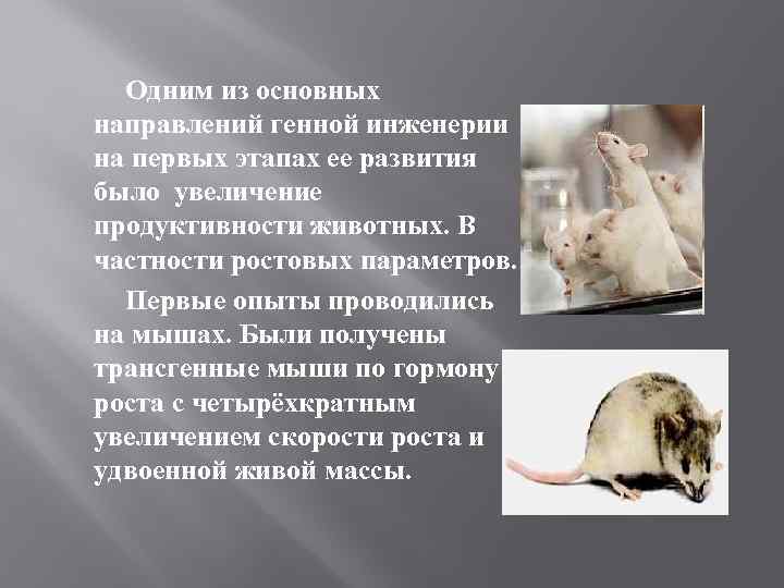 Одним из основных направлений генной инженерии на первых этапах ее развития было увеличение продуктивности