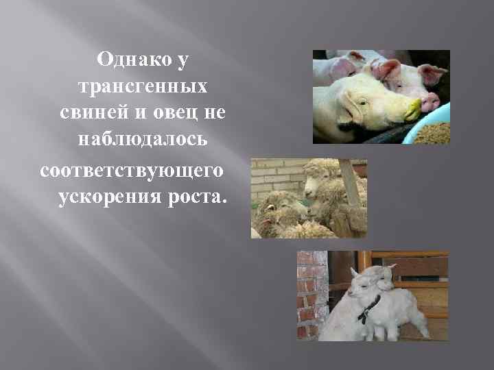 Однако у трансгенных свиней и овец не наблюдалось соответствующего ускорения роста. 