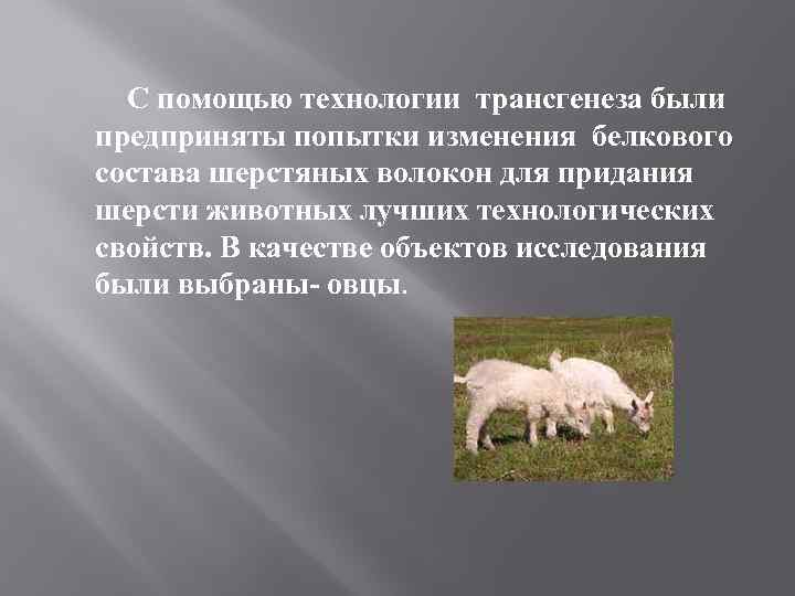С помощью технологии трансгенеза были предприняты попытки изменения белкового состава шерстяных волокон для придания