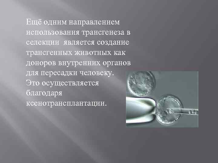 Ещё одним направлением использования трансгенеза в селекции является создание трансгенных животных как доноров внутренних