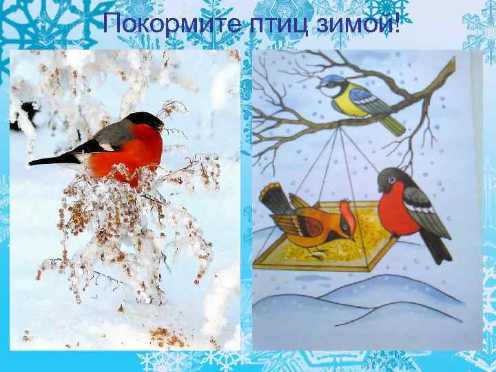 Покормите птиц зимой! 